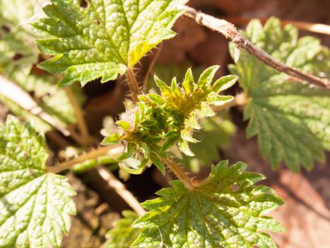 close up of new shoots of dead nettle plant leaves; essex; england; uk