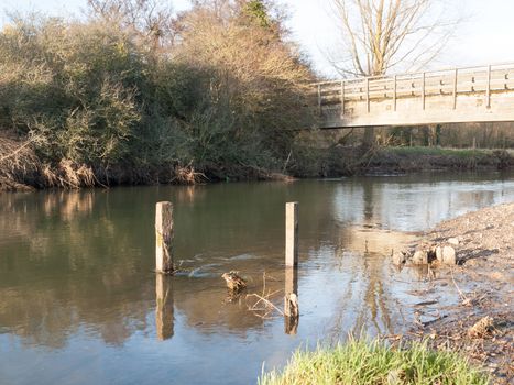 old dead wood stumps standing in river lake water landscape; essex; england; uk