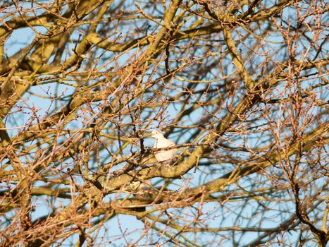 pigeon dove sat in trees bare branches autumn sky; essex; england; uk