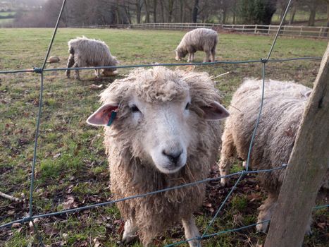 close up english uk farm sheep feeding grazing autumn cold; essex; england; uk