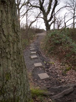 stone squares path forest nature floor mud dirt trees autumn winter; essex; england; uk