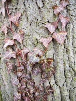 close up dying dead red dry ivy leaves on bark; essex; england; uk