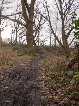 stone squares path forest nature floor mud dirt trees autumn winter; essex; england; uk