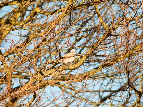 pigeon dove sat in trees bare branches autumn sky; essex; england; uk