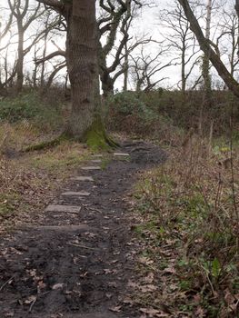stone squares path forest nature floor mud dirt trees autumn winter; essex; england; uk