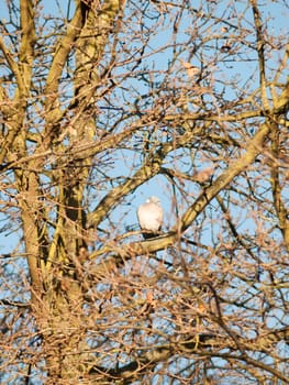 wood pigeon sitting up in tree high branches; essex; england; uk