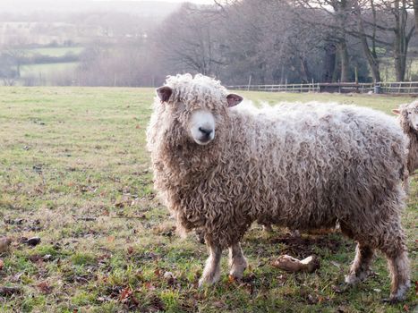 english uk farm sheep feeding grazing autumn cold; essex; england; uk