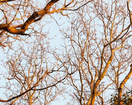 sunlight sunset dark branches golden light up bare bark texture sky; essex; england; uk