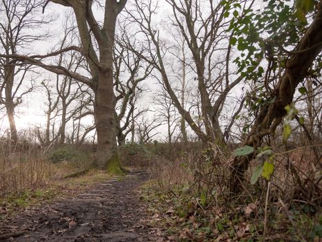 stone squares path forest nature floor mud dirt trees autumn winter; essex; england; uk