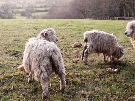 english uk farm sheep feeding grazing autumn cold; essex; england; uk