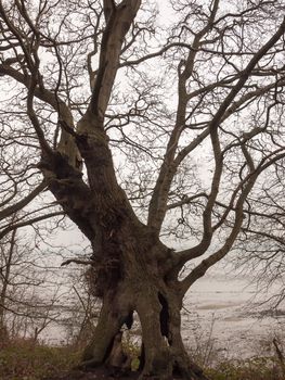 big dark bare branch tree autumn overcast moody death; essex; england; uk