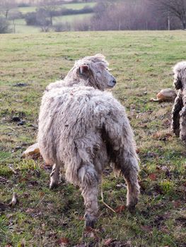 english uk farm sheep feeding grazing autumn cold; essex; england; uk