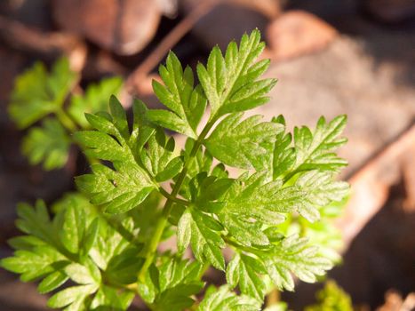 close up of green leaf tips on forest floor; essex; england; uk