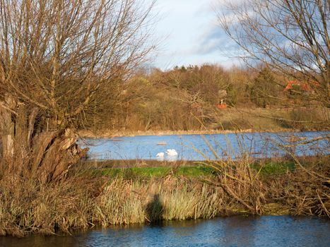 two swans family far water winter autumn animals; essex; england; uk