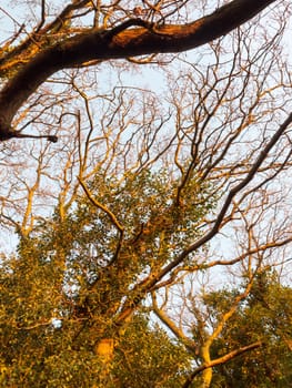 sunlight sunset dark branches golden light up bare bark texture sky; essex; england; uk