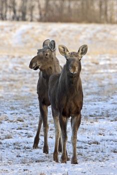 Prairie Moose Saskatchewan Canada cow calf trees