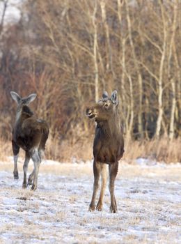 Prairie Moose Saskatchewan Canada cow calf trees