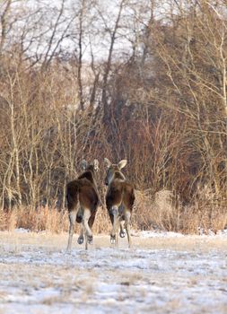 Prairie Moose Saskatchewan Canada cow calf trees