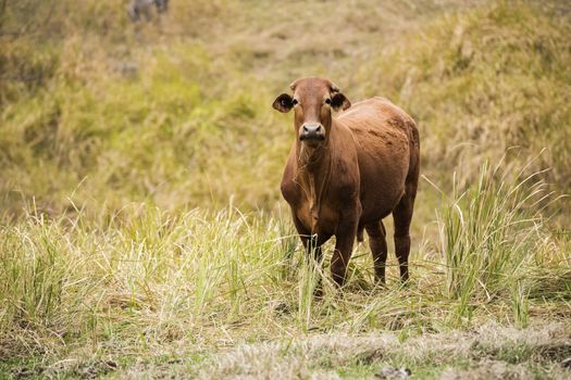 Australian cow on the farm during the day.