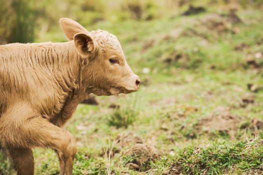 Australian cow on the farm during the day.