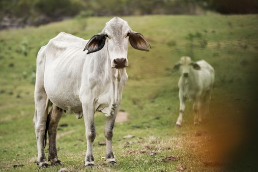 Australian cow on the farm during the day.