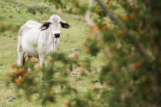 Australian cow on the farm during the day.