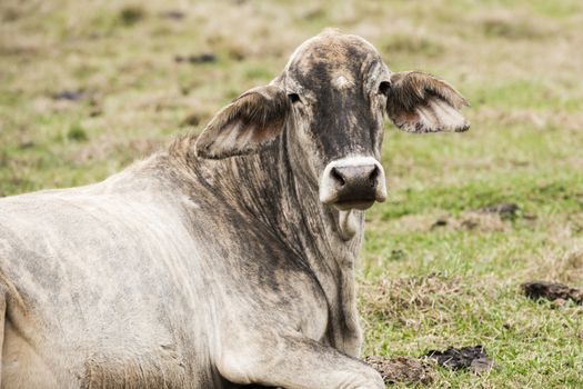 Australian cow on the farm during the day.