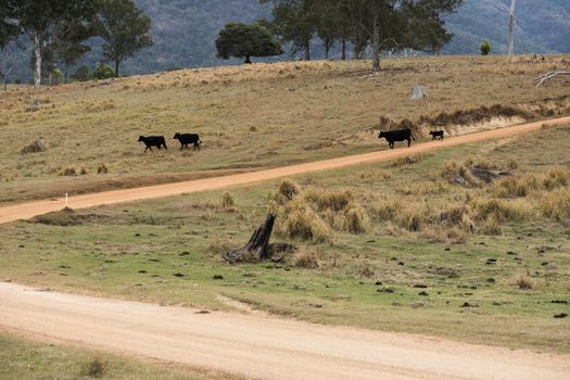 Australian cows on the farm during the day.