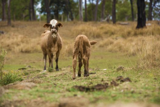 Australian cows on the farm during the day.