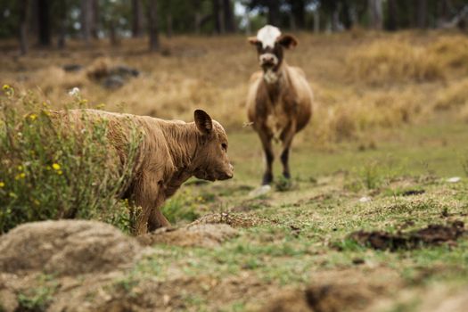 Australian cows on the farm during the day.