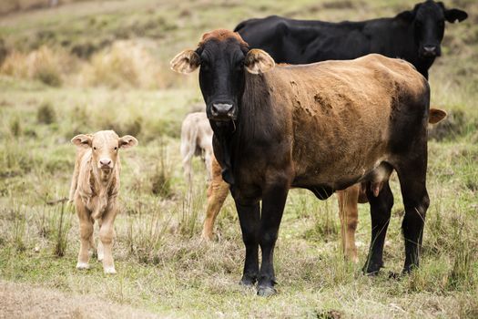 Australian cows on the farm during the day.