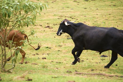 Australian cows on the farm during the day.