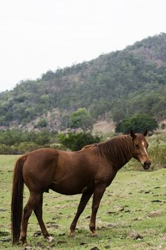 Australian horse in the paddock during the day