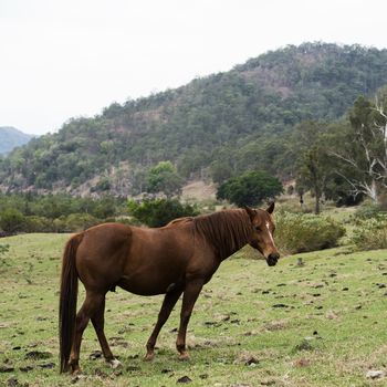 Australian horse in the paddock during the day