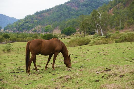 Australian horse in the paddock during the day