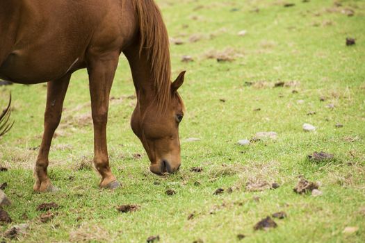 Australian horse in the paddock during the day