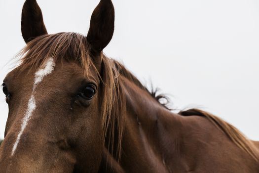 Australian horse in the paddock during the day