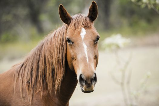 Australian horse in the paddock during the day