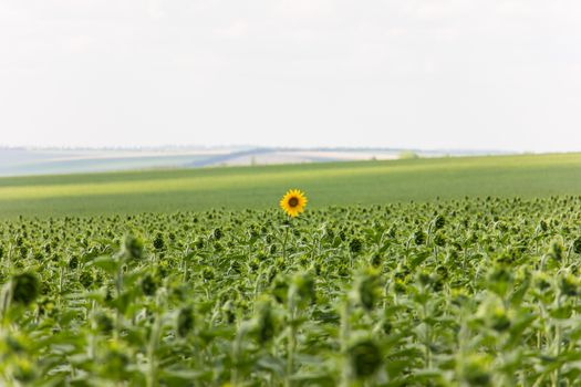 Sunflower field in sunny summer day