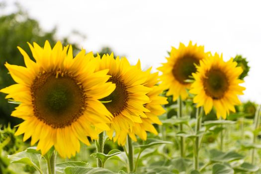 Sunflower field in sunny summer day