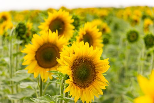 Sunflower field in sunny summer day