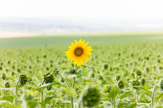 Sunflower field in sunny summer day