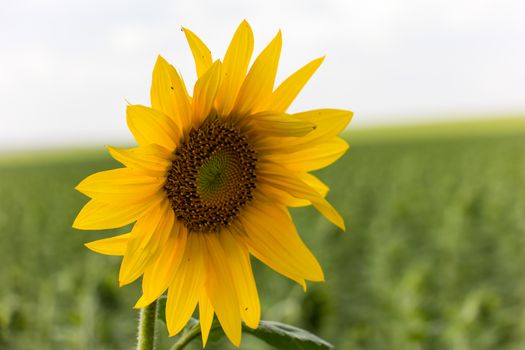 Sunflower field in sunny summer day