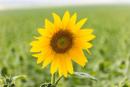 Sunflower field in sunny summer day