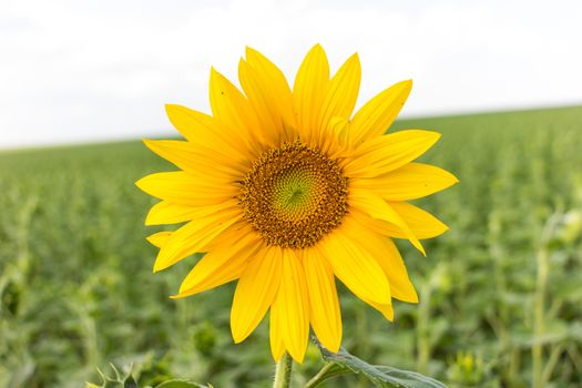 Sunflower field in sunny summer day