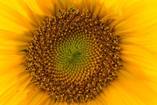 Sunflower field in sunny summer day