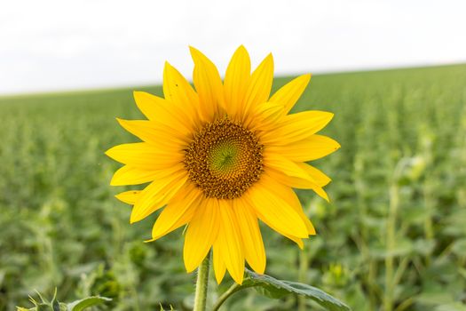 Sunflower field in sunny summer day