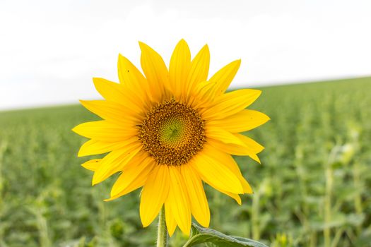 Sunflower field in sunny summer day