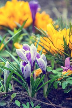 Beautiful spring violet white and yellow flowers crocuses in sunny spring forest under sunbeams. Easter, valentine, mothers day picture with bokeh background. Copy space, shallow depth of the field.