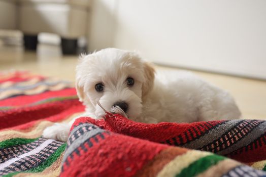 white puppy maltese dog playing